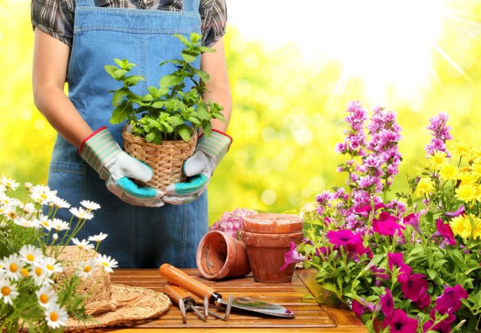How To Have A Perfect Garden In Your House?